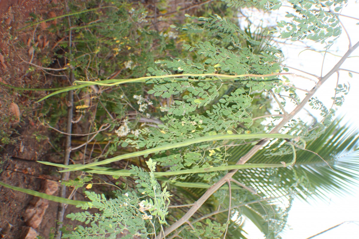 Moringa oleifera Lam.